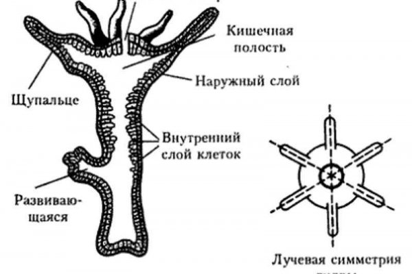 Как вывести деньги с kraken